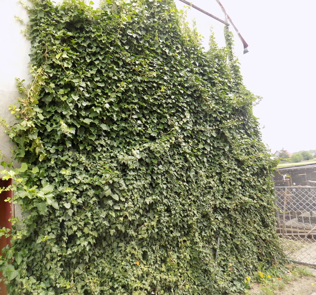 ściana obrośnięta bluszczem