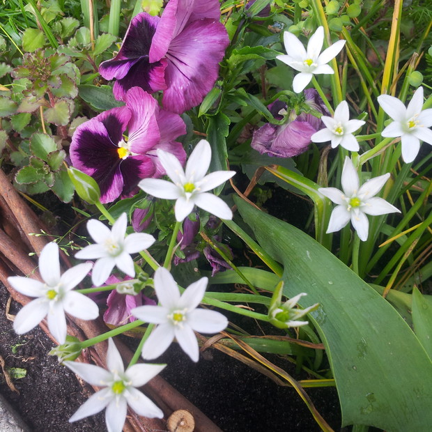 śniadki z bratkami. Idealna para