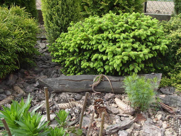 Stali bywalcy naszego ogrodu