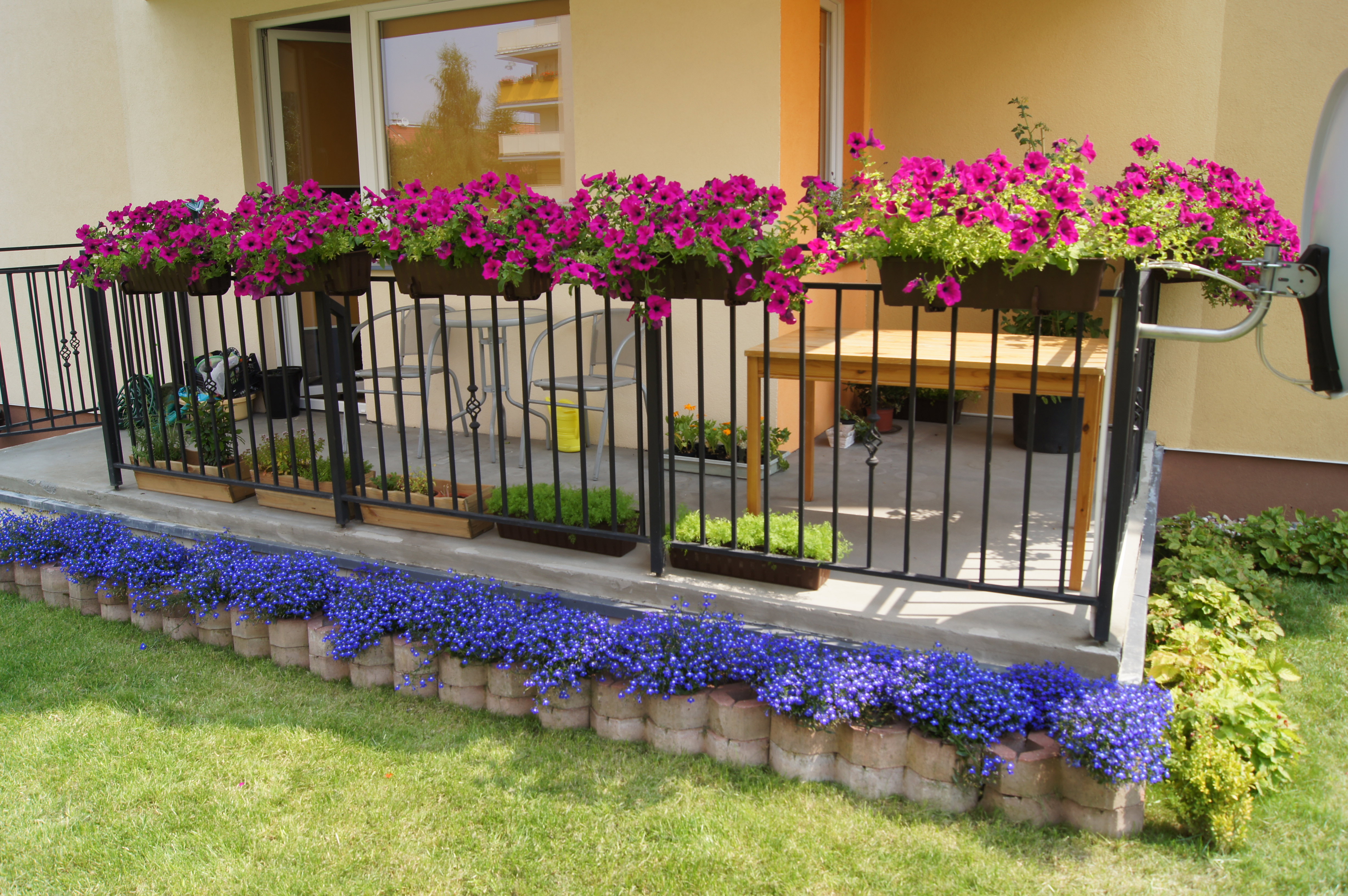 surfinie i lobelie ( widać skrzynki z koperkiem )