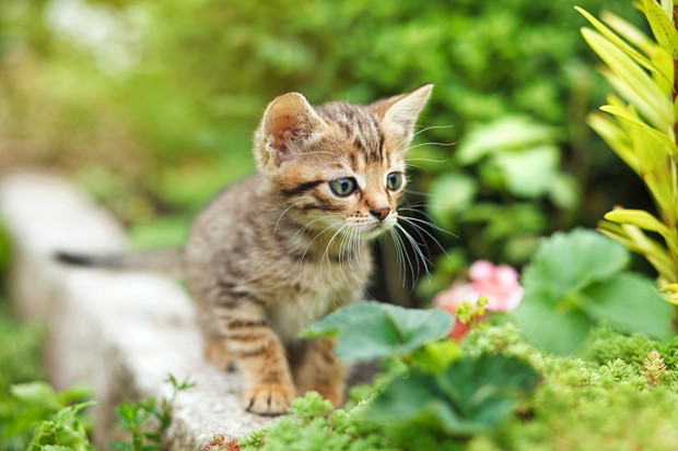 Szczególnie dla młodych zwierząt, ogród może być świetną okazją do poznawania świata (zdj.: Fotolia.com)