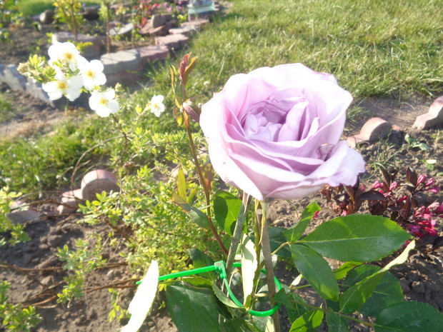 Ta róża wielkokwiatowa zakwitła jako pierwsza. 