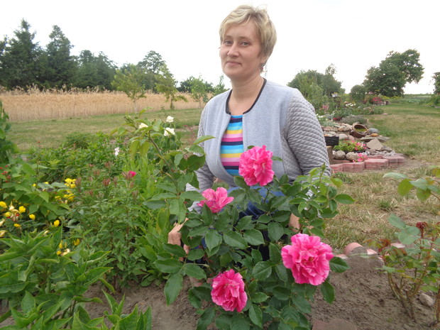 Ta wspaniała róża wielkokwiatowa zakwitła dopiero w lipcu. 