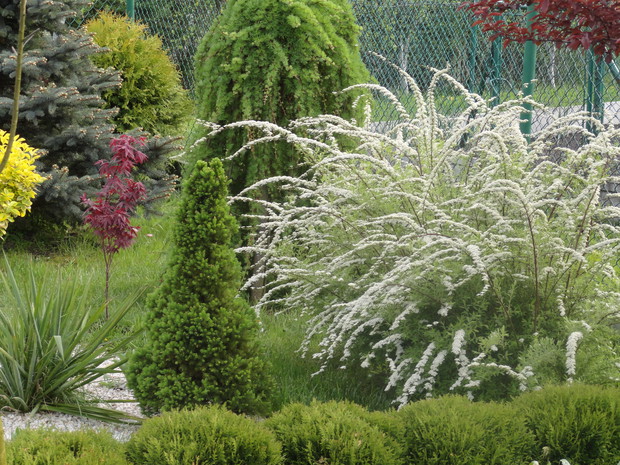 Tawuła szara Grefsheim kwitnie krótko, ale jak pięknie...