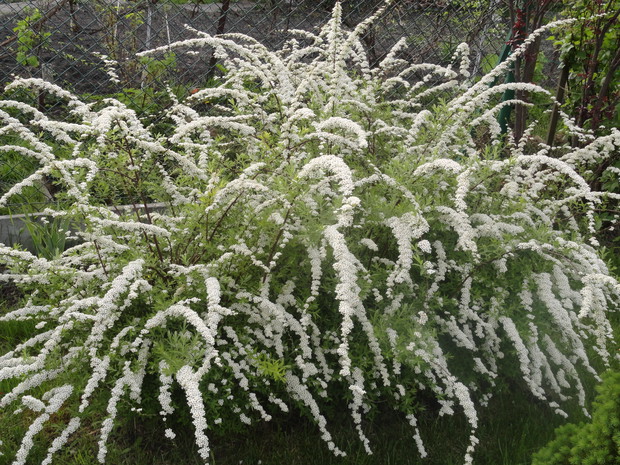 Tawuła szara w całej okazałości