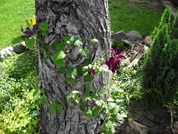 tegoroczny clematis :) będzie się piął po orzechu włoskim :)