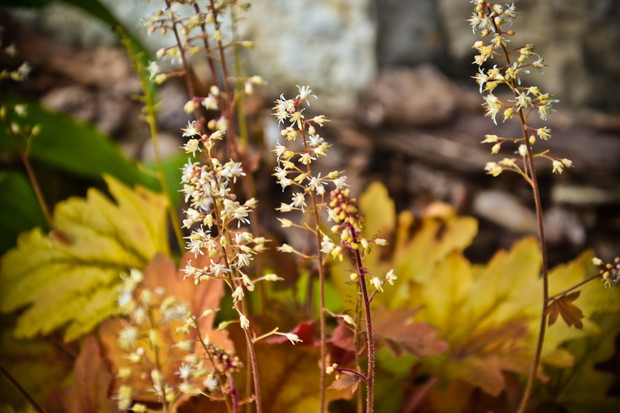 Tiarella