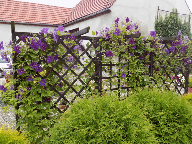 trejaż z powojnikiem