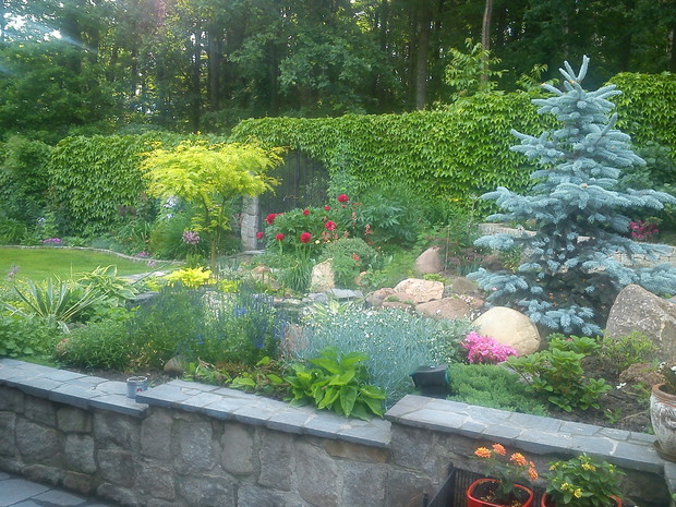 tył ogrodu z widokiem na las