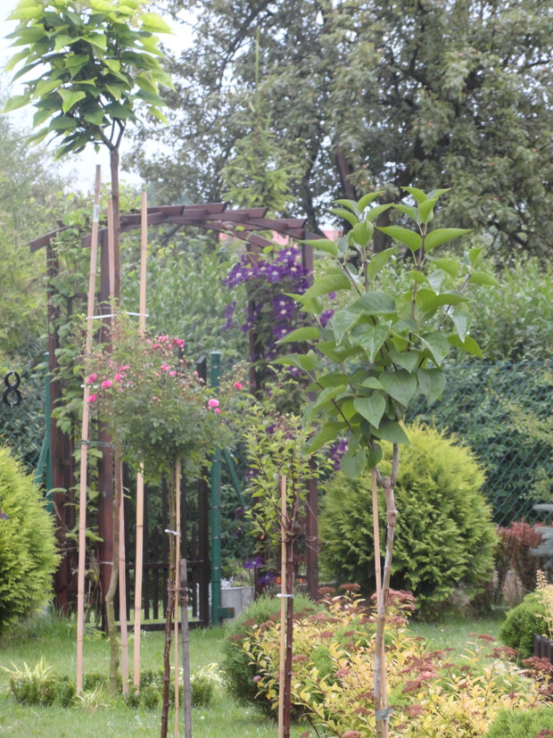 Ubiegłoroczne katalpy wypuściły sporo liści