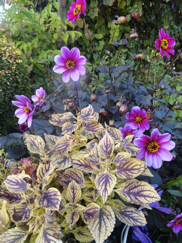 Uwielbiam koleusy i dalie