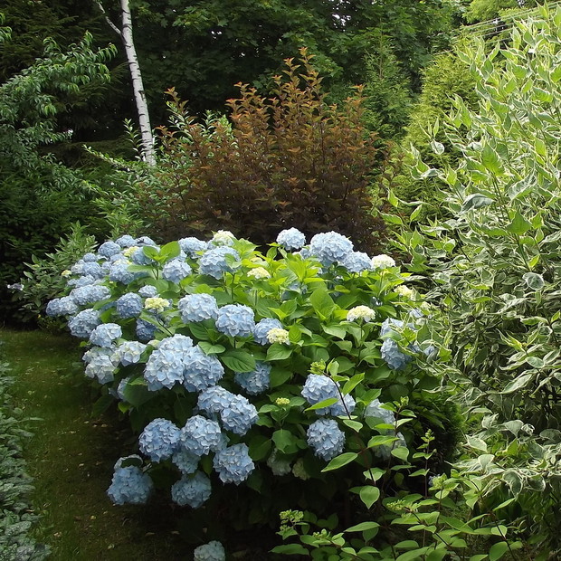 W pobliżu domu znajduje się również jeszcze jedna alejka z krzewami.