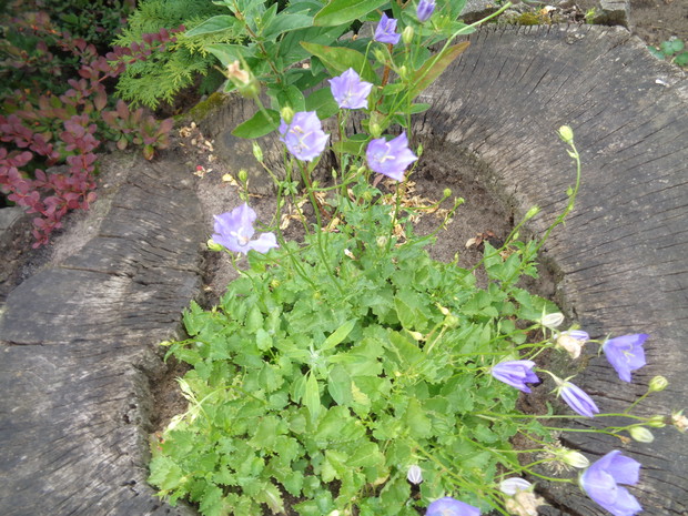 W starym pniu zadomowiły się dzwonki karpackie. 