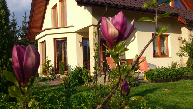 W tym roku pierwszy raz zakwitła nam magnolia. Niezwykle urokliwa. Miała zaledwie 6 pąków.