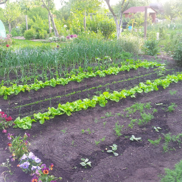 warzywniczek pierwsza część