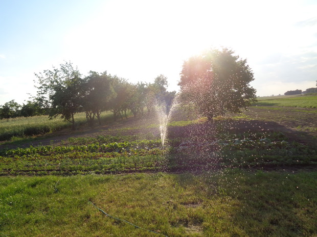 Ważną rolę dla roślin odgrywa podlewanie. 