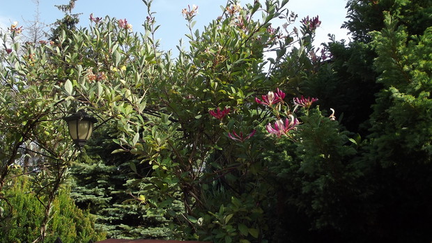 Wchodzących w nasze progi wita kwitnący wiciokrzew.