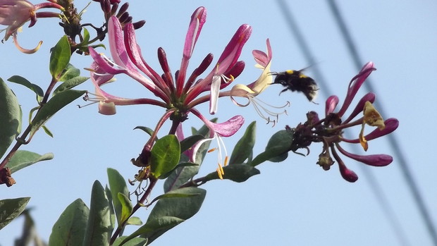 Wiciokrzew kusi też owady.