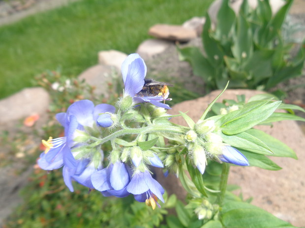 Wielosił błękitny to roślina miododajna 
