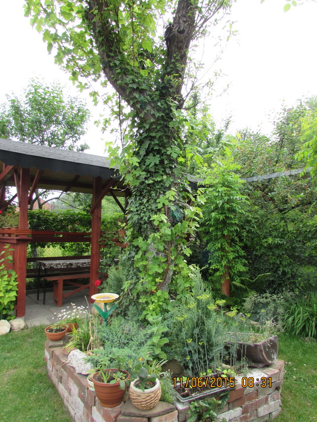 Winogron biały i bluszcz na starej jabłoni..