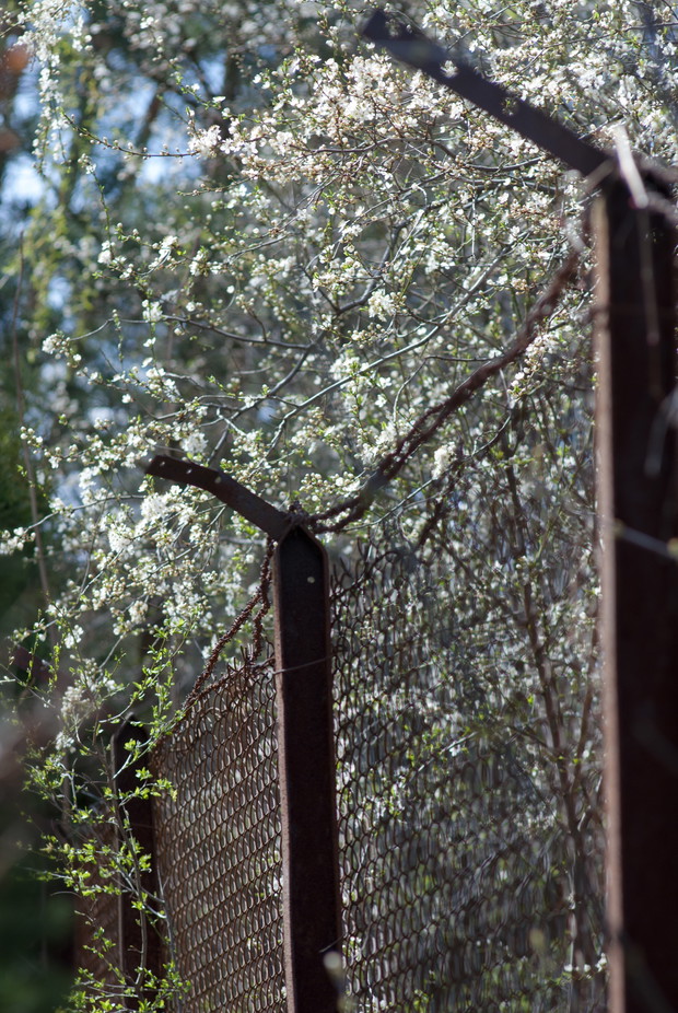 Wiosna ,moja ulubiona pora roku .