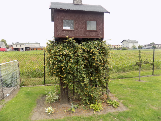 woliera dla papug z wiciokrzewem