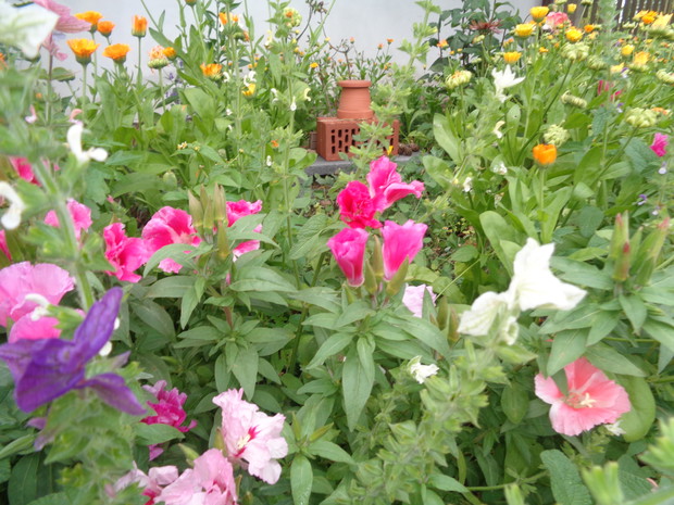 Wspaniałe jednoroczne. 