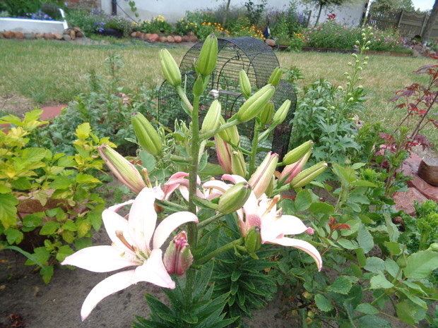 Wspaniałe lilie orientalne. 