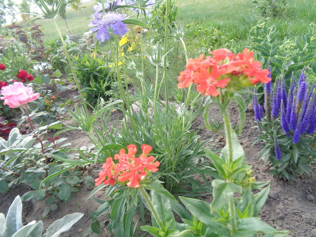 Wspaniały kontrast kolorów. 