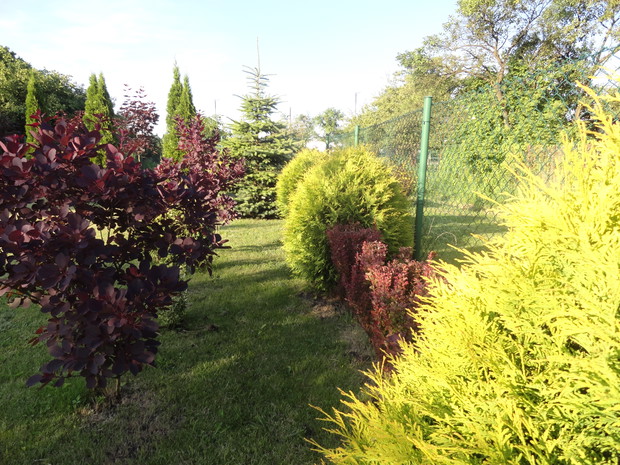 Wzdłuż ogrodzenia od strony południowej po obydwóch stronach pergoli posadzone są czerwone berberysy kolumnowe, a pomiędzy nimi tuje golden globe