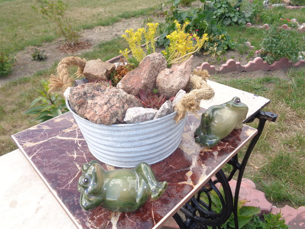 Żabi odpoczynek przy wanience pełnej rojników. 