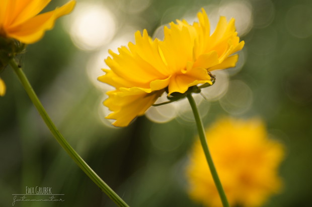 zapomniałam nazwy .Podpowiecie?