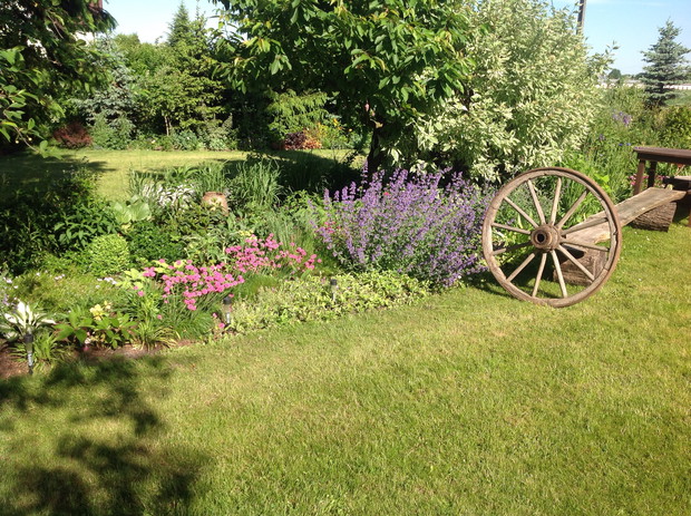 Zawciąg z kocimiętką