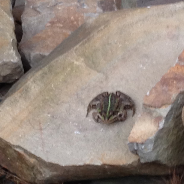 zawitała do nas niedawno:)...