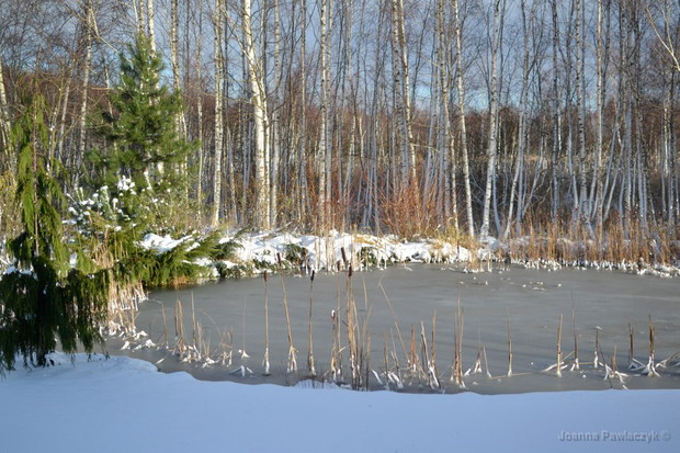 zima nad stawem