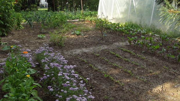 Znalazło się także miejsce na warzywnik.