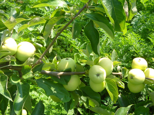 Żółta papierówka.