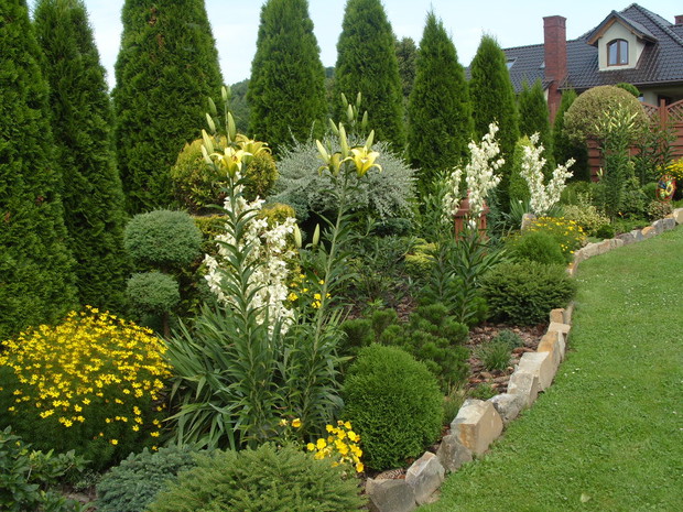 żołte lilie -w tym roku to giganty