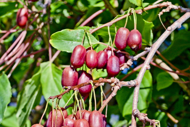 Aktinidia ostrolistna