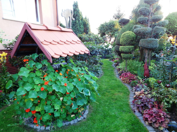 Alejka żurawkowa   sprawdza się w roli rośliny na obwódki rabat,
co zastosowałam je w naszym ogrodzie od paru lat, zamiast sadzenia
aksamitek czy innych roślin jednorocznych.