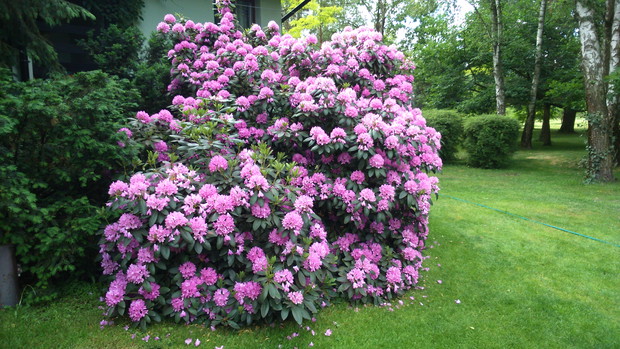 Azalie i rododendrony