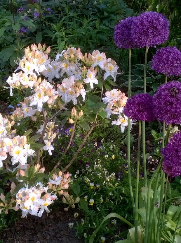 Biala azalia i czosnki