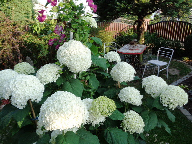 Biała hortensja "Anabell"  - serce ogrodu 