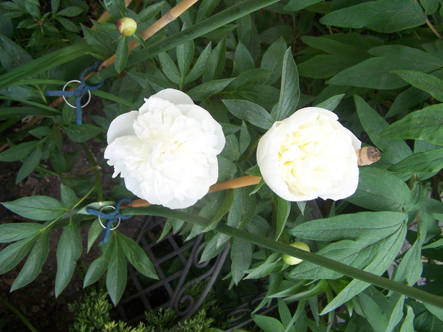 biała piwonia chinska