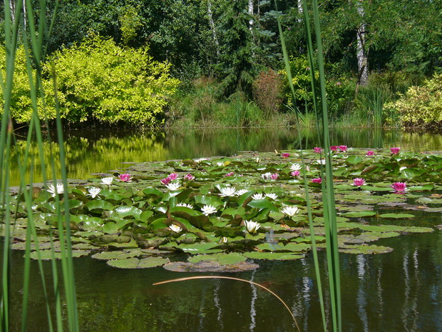 Białe i czerwone lilie piętrzą się na stawie