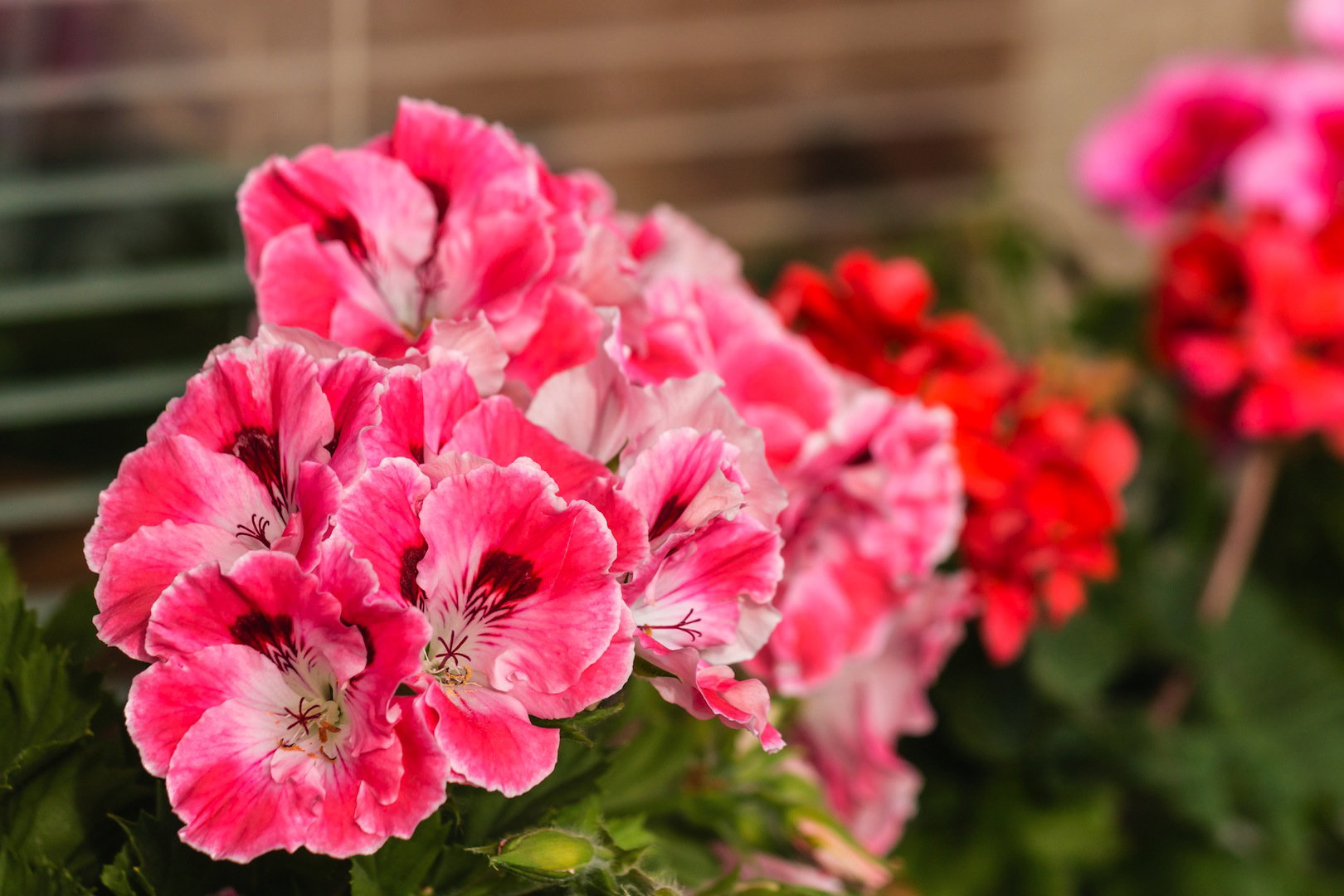 Bodziszek w okresie kwitnienia cieszy mnogimi, uroczymi kwiatami (zdj.: Fotolia.com)