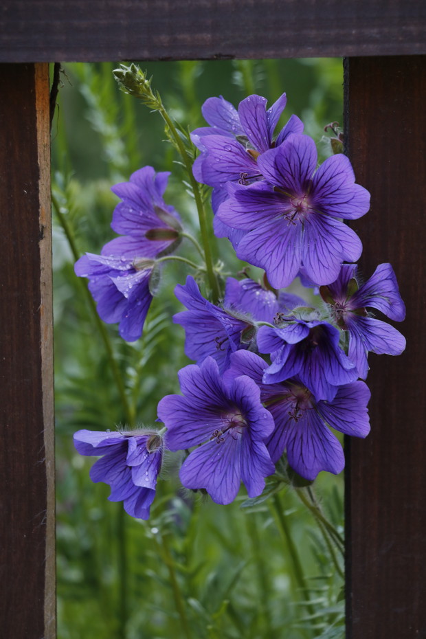 Bodziszek "zza płotu"