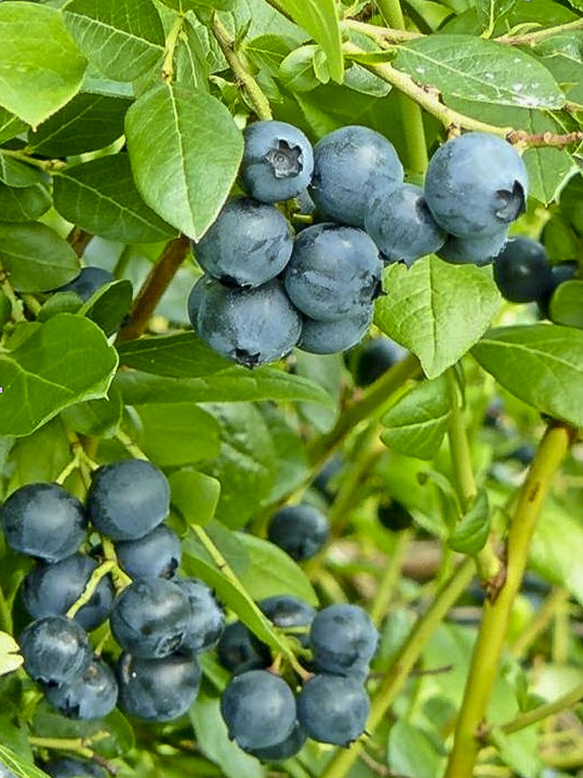 Borówka półwysoka 