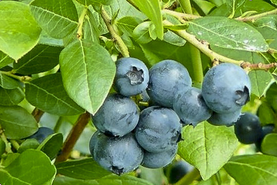 Borówka półwysoka