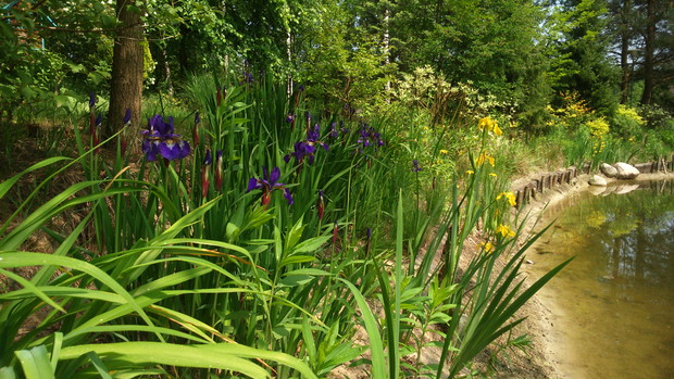 Brzegi stawu porastają kolorowe irysy